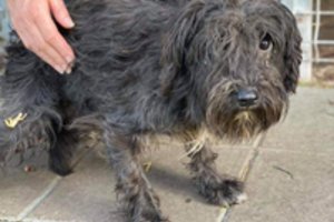 Pokyčiai gyvūnų apsaugos srityje: aptarė naujas grėsmes ir kovos priemones