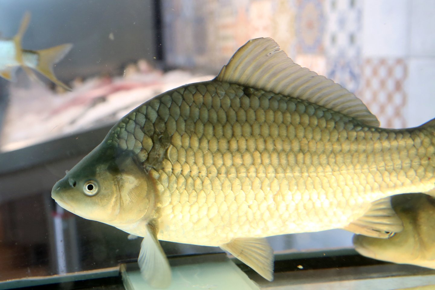 Nors Lietuvos vandenyse​ knibžda žuvys, tačiau nemaža dalis laimikio eksportuojama.<br>M.Patašiaus nuotr.