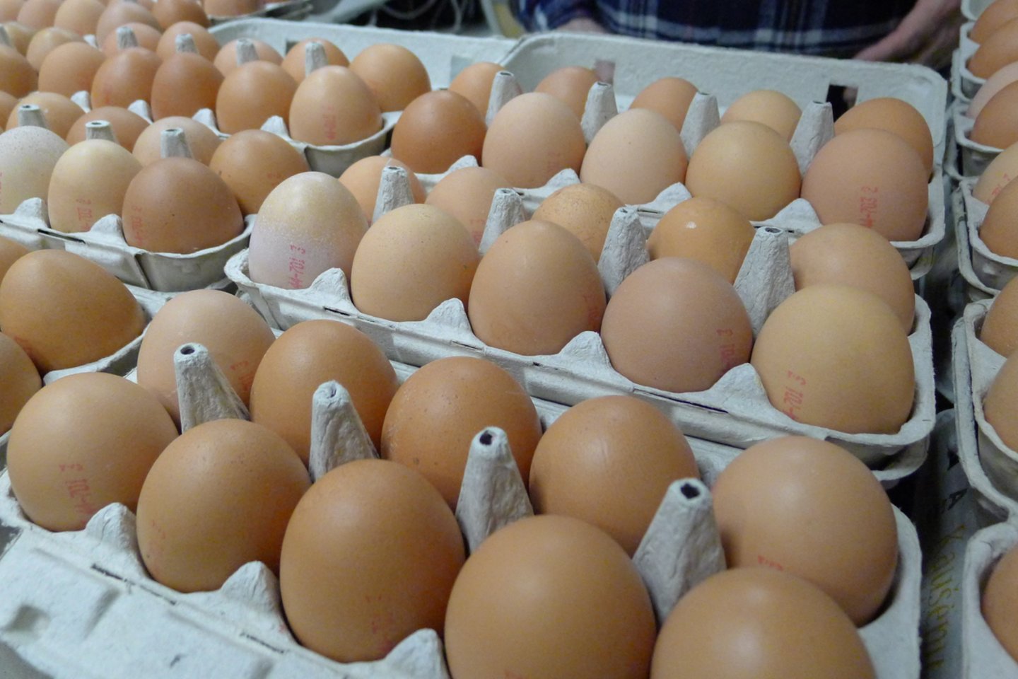 Tarp lietuvių vis dar populiariausi narvuose laikomi vištų kiaušiniai, bet po kelerių metų jų lentynose tiesiog nebeliks.<br>A.Barzdžiaus nuotr.