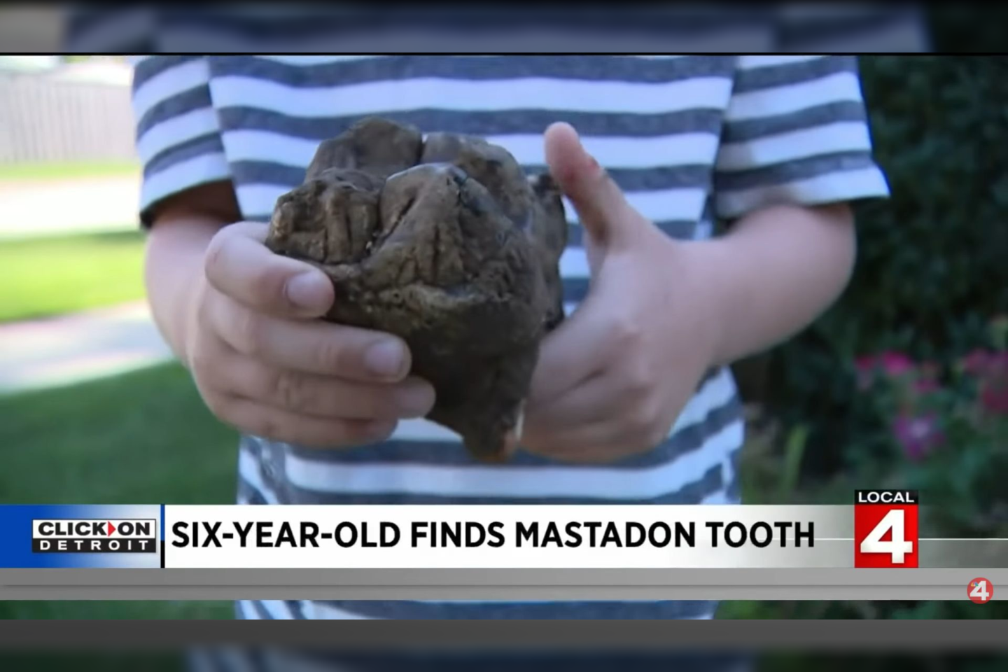  Neseniai Mičigano valstijoje (JAV) berniukas su šeima išėjo į žygį ir brisdamas per upelį užkliuvo už kažko panašaus į dantį. Iš pradžių vaikas pamanė, kad tai dinozauro dantis, bet vėliau buvo nustatyta, kad tai – mastodonto dantis.<br> Reportažo stopkadras.