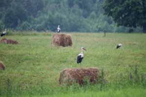 Per pastaruosius 20 metų paukščių Lietuvoje sumažėjo beveik perpus