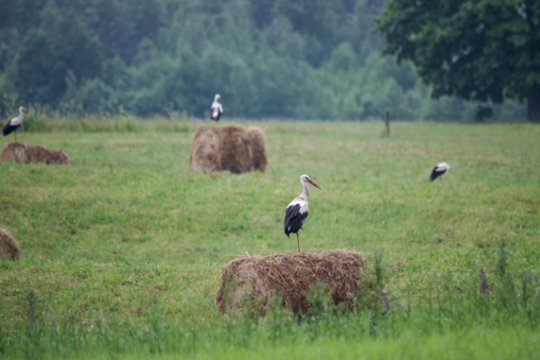 Per pastaruosius 20 metų paukščių Lietuvoje sumažėjo beveik perpus