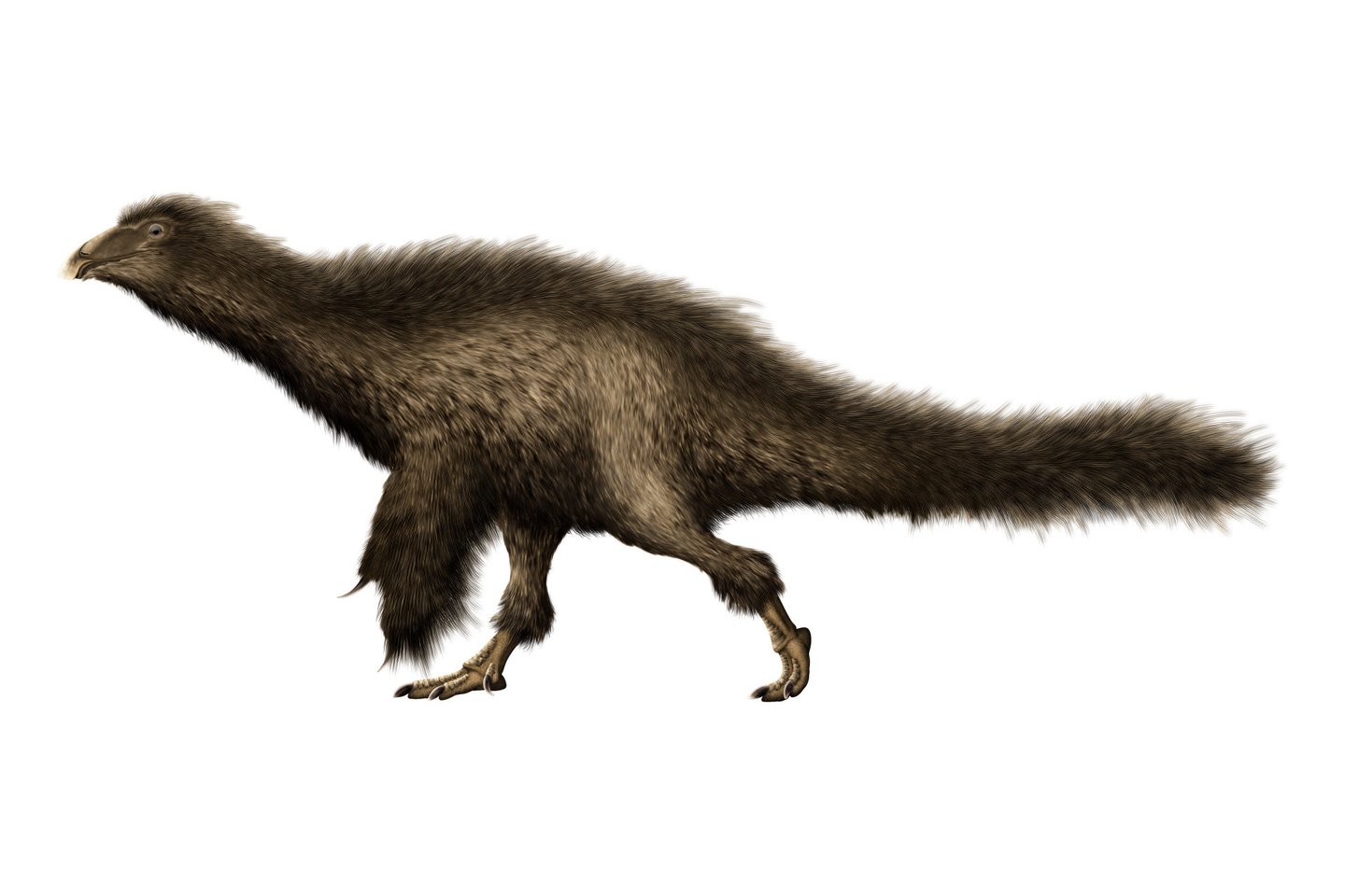  Beipiaosaurus, atrastas 1997 metais, kurį laiką buvo didžiausias žinomas plunksnuotas dinozauras.<br> Wikimedia commons