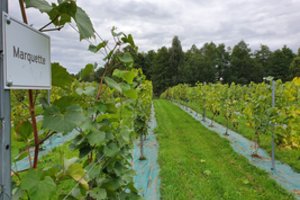 Lietuvos dvare sulaukė gausaus vynuogių derliaus: tikina, kad šie medžiai gali atlaikyti ir spengiančius šalčius