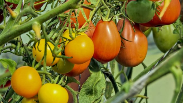 Tokio pomidorų panaudojimo būdo dar nematėte: parodė, kaip daržovės pagalba atgaivinti odos skaistumą