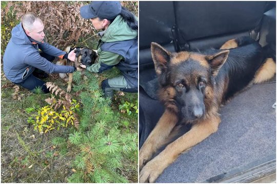 Visą Jonavą ant kojų sukėlusio Karato paieškas vainikavo sėkmė: paaiškėjo, kodėl šuo negalėjo grįžti pats