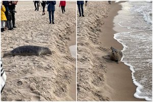 Palangos paplūdimyje pasišildyti išlipęs ruonis sulaukė ypatingo dėmesio: specialistai pataria nesiartinti 