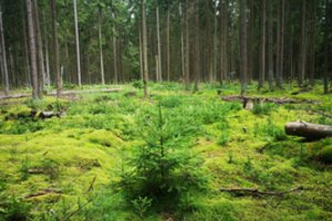 Daugiau nei pusėje Lietuvos miškų – padidintas dėmesys biologinei įvairovei