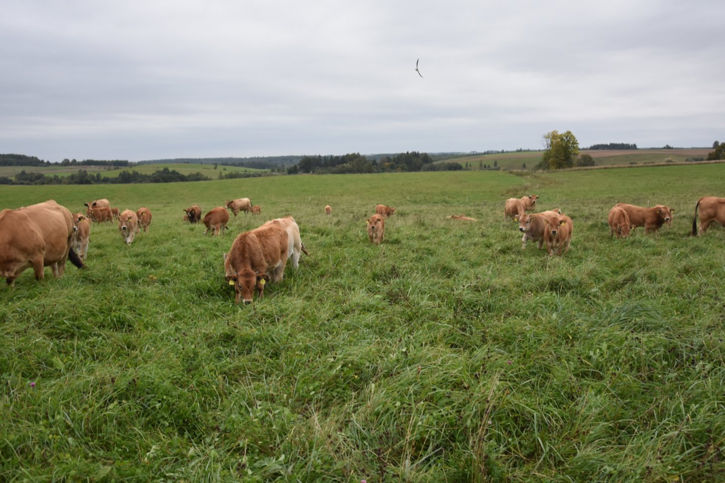 Lietuvos laukuose jau senokai ganosi aubrakų ir kitų neįprastų veislių galvijai, tik eksportuojami jie per jauni.<br> A.Srėbalienės nuotr.