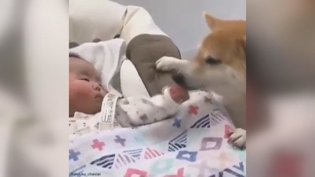 Itin mielas vaizdo įrašas: verkiantį kūdikį prižiūri ir nuramina keturkojis