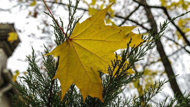 Artinasi vėsūs orai: galimai sulauksime ir lietaus su perkūnija