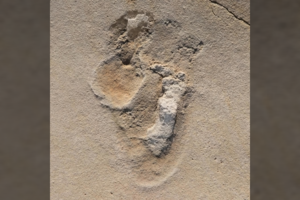 Seniausiais žmonių protėvių pėdsakais laikomos pėdos kelia klausimą, ar žmonija tikrai kilo iš Afrikos