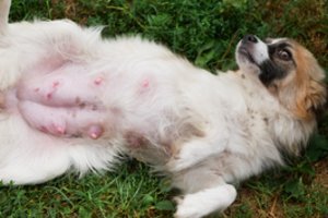 Pamačius, ką padarė šunų kirpykloje, šeimininkei vos širdis nesustojo