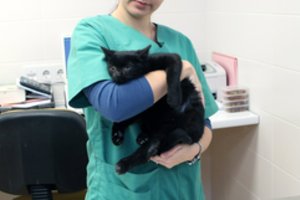 Veterinarų darbo realybė: „Google“ diagnozės, „šundaktario“ epitetai ir skambučiai vidury nakties