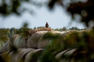 Ūkininkas: pasėlių draudimas – tiesiog būtinybė