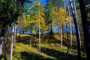 Ar leisti miškų žemėje formuoti rekreacines teritorijas – spręs Seimas