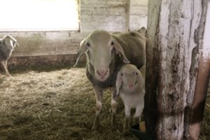 K. Navickas: parama nuo COVID-19 nukentėjusiems ūkininkams pasiekė ribą