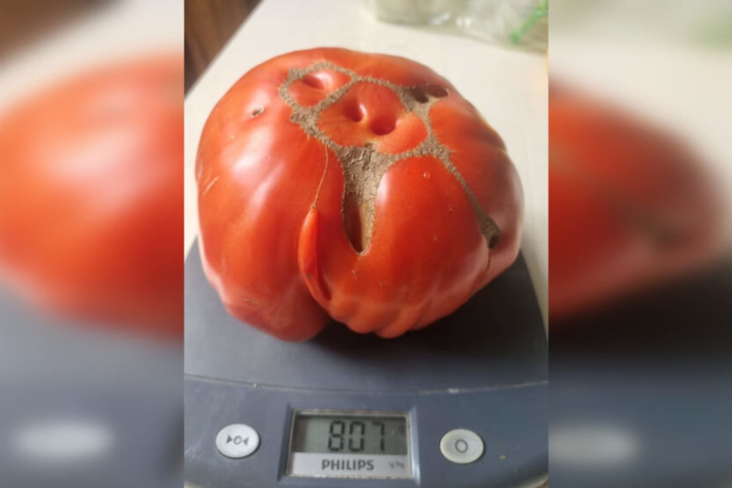 Vieno pomidoro svoris siekia daugiau nei 800 gramų. Kur tai matyta – beveik kilograminis pomidoras!<br>Asmenino archyvo nuotr.