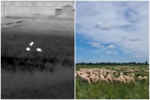 Dotnuvoje šalia avių ūkio nufilmuota vilkų gauja: nuo plėšrūnų neapsaugo nei užtvaros