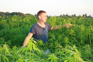 Kanapių augintojas: iki šiol galėjome gauti tik labai nedidelę šio augalo naudos dalį