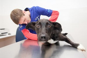 Klastinga liga užklumpa jaunus šuniukus: laiku nepastebėjus – pasėkmės visam gyvenimui