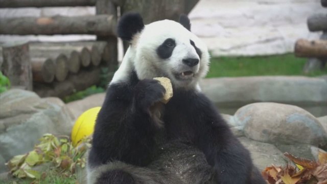 Spalvingas ruduo Maskvos zoologijos sode: pamatykite, kaip juo džiaugiasi čia gyvenančios pandos