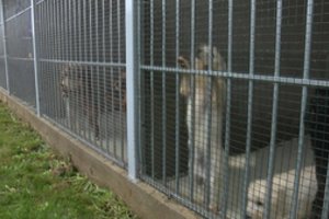 Pas veisėją Marijampolėje patekę inspektoriai nustėro: konfiskavo 37 gyvūnus