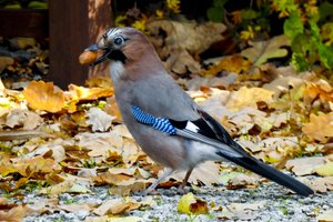 Bernardinų sode pasirodę kėkštai užminė mįslę