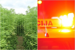 Kanapių ekstraktas vilniečiui galėjo tapti kalėjimo duona: „Buvau tapęs kone narkobaronu“