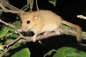 Italijos policija areštavo 3 prekiautojus miegapelėmis – mafiozų vertinamu valgiu