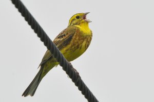 Ar mažos paukščių smegenys jiems sukelia sunkumų?