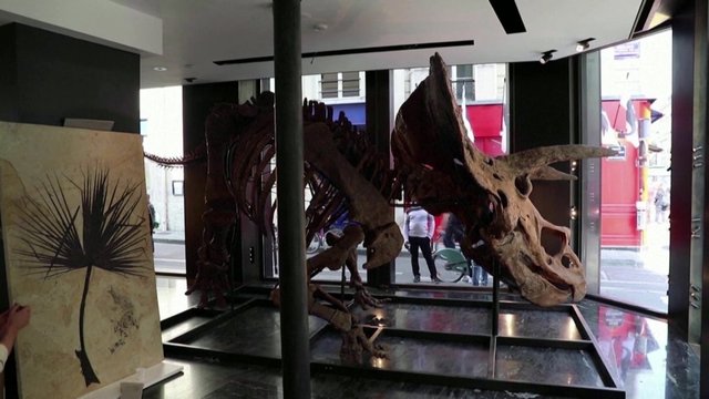 Ypatingas aukciono eksponatas: už didžiausio rasto dinozauro liekanas tikisi gauti 1,5 milijono eurų