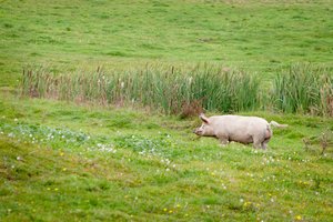 Ūkininkas: be paramos pokyčiai gali būti neįmanomi