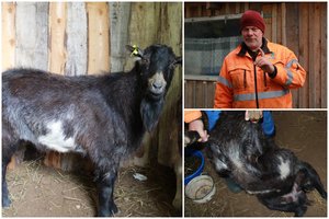 Nieko panašaus nebuvo matę: Plungės rajone daugiau nei 2 metų ožys pradėjo duoti pieno