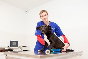 Šlubčiojantis augintinis – pavojaus ženklas šeimininkui: gali baigtis lėtiniu skausmu ir didžiulėmis išlaidomis