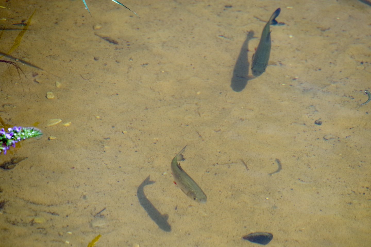 Pernai Lietuvos žvejybos įmonės Baltijos jūroje sugavo 17 064 t įvairių rūšių žuvų.<br>V.Ščiavinsko nuotr.