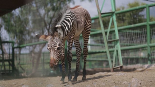 Meksikos zoologijos sode debiutuoja dykuminių zebrų jauniklis: tikimasi sustabdyti šios rūšies nykimą