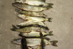 Beveik auksinės žuvelės: už 11 nelegaliai pagautų lydekų sumokėti teks daugiau nei 2,5 tūkst. eurų