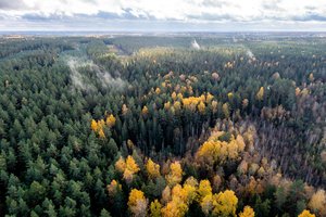 Mokslininkai analizuoja šalies ekologinio stabilumo garantą: ar pavyks sustabdyti drastišką Lietuvos miškų kirtimą?