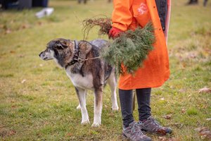 Sostinėje išaugs pirmasis miesto miškas: pasodinti 700 medelių
