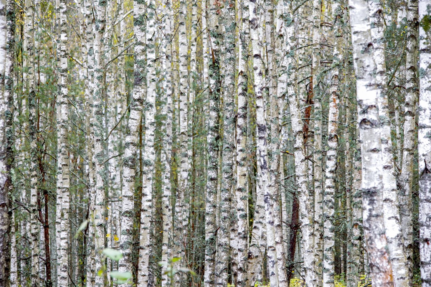 Dėl miškų ateities siekiama sudaryti nacionalinį susitarimą, bet visiems tinkamo teksto surašyti niekaip nepavyksta.<br>V.Ščiavinsko nuotr.