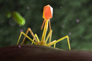 Ne visi virusai yra blogi: galbūt kai kuriems turėtume būti dėkingi, kad išvis esame