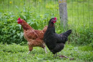 Prasidėjo paukščių gripo protrūkių sezonas Europoje