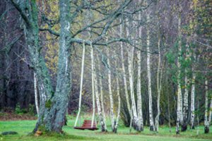Gyventi gamtos apsuptyje – gal tai tik turtuolių privilegija, tačiau taupi vilnietė rado išeitį – dabar mėgaujasi savo mišku 