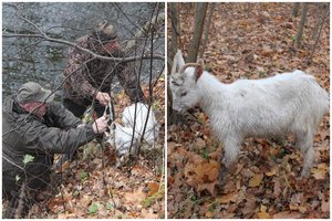 Išskirtinė gelbėjimo operacija: aplinkosaugininkų pagalbos prireikė ožkai