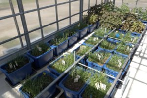 Užterštame dirvožemyje auginami augalai – tvarus kelias saugesnės aplinkos link