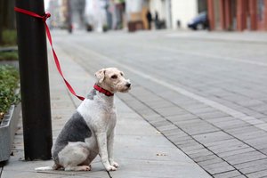 Lietuvoje jau rengiami šunys pagalbininkai: jų naudą siūloma įtvirtinti įstatymuose