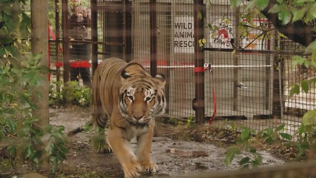 Prekybos tikslais išnaudotas tigras rado naujus namus: išgydytas apsigyvens prieglaudoje Nyderlanduose