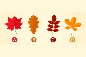 Pasirinkite lapą: štai kokie jūsų santykiai su mylimu žmogumi