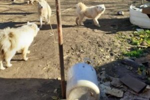 Raseinių r. veisykloje – 40 įvairių veislių mišrūnų laikyti žiauriomis sąlygomis: neturėjo net vandens